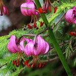 Lilium martagon - Ľalia zlatohlavá 075723