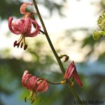 Lilium martagon - Ľalia zlatohlavá 174641