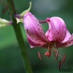 Lilium martagon - Ľalia zlatohlavá 175200