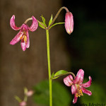 Lilium martagon - Ľalia zlatohlavá IMG_0142