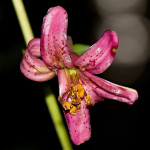 Lilium martagon - Ľalia zlatohlavá IMG_0150