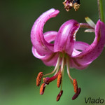 Lilium martagon - Ľalia zlatohlavá IMG_1574