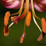 Lilium martagon - Ľalia zlatohlavá IMG_1583a