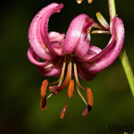 Lilium martagon - Ľalia zlatohlavá IMG_1588