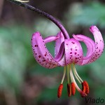 Lilium martagon - Ľalia zlatohlavá IMG_4002