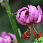 Lilium martagon - Ľalia zlatohlavá IMG_4017