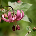 Lilium martagon - Ľalia zlatohlavá IMG_5153