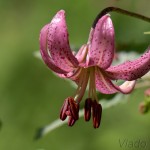 Lilium martagon - Ľalia zlatohlavá IMG_5156