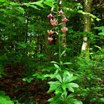 Lilium martagon - Ľalia zlatohlavá IMG_5981