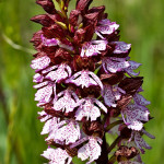 Orchis purpurea subsp. purpurea - Vstavač purpurový pravý IMG_2384