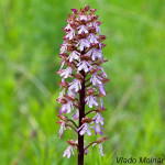 Orchis purpurea subsp. purpurea - Vstavač purpurový pravý IMG_2393