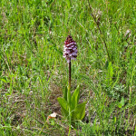 Orchis purpurea subsp. purpurea - Vstavač purpurový pravý IMG_3043
