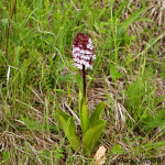 Orchis purpurea subsp. purpurea - Vstavač purpurový pravý IMG_3045