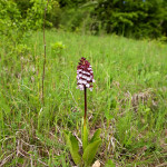 Orchis purpurea subsp. purpurea - Vstavač purpurový pravý IMG_3048