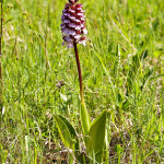 Orchis purpurea subsp. purpurea - Vstavač purpurový pravý IMG_3076