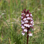 Orchis purpurea subsp. purpurea - Vstavač purpurový pravý IMG_9492