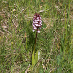 Orchis purpurea subsp. purpurea - Vstavač purpurový pravý IMG_9493