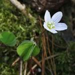 Oxalis acetosella - Kyslička obyčajná IMG_2035