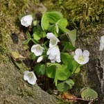 Oxalis acetosella - Kyslička obyčajná IMG_2047