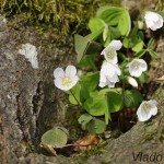 Oxalis acetosella - Kyslička obyčajná IMG_2048