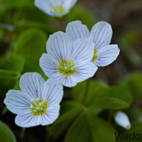 Oxalis acetosella - Kyslička obyčajná IMG_4728