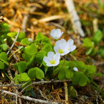 Oxalis acetosella - Kyslička obyčajná IMG_4731
