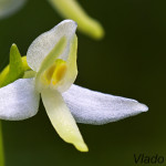 Platanthera bifolia - Vemenník dvojlistý IMG_0668