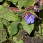 Pulmonaria officinalis L. - Pľúcnik lekársky 20-35-22