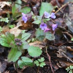 Pulmonaria officinalis - Pľúcnik lekársky 17-31-19