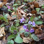 Pulmonaria officinalis - Pľúcnik lekársky 17-32-47