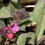 Pulmonaria officinalis - Pľúcnik lekársky 20-37-21