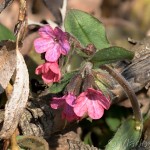 Pulmonaria officinalis - Pľúcnik lekársky 20-38-13