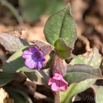 Pulmonaria officinalis - Pľúcnik lekársky 20-40-16