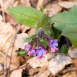 Pulmonaria officinalis - Pľúcnik lekársky IMG_6116