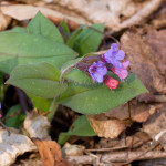 Pulmonaria officinalis - Pľúcnik lekársky IMG_6117