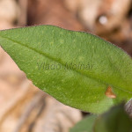 Pulmonaria officinalis - Pľúcnik lekársky IMG_6118