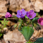 Pulmonaria officinalis - Pľúcnik lekársky IMG_8081