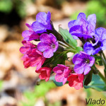 Pulmonaria officinalis - Pľúcnik lekársky IMG_8085