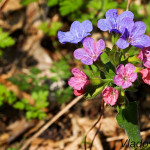 Pulmonaria officinalis - Pľúcnik lekársky IMG_8086