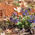 Pulmonaria officinalis - Pľúcnik lekársky IMG_9075