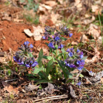 Pulmonaria officinalis - Pľúcnik lekársky IMG_9076