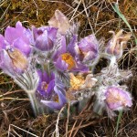 Pulsatilla grandis - Poniklec veľkokvetý 08-12-36