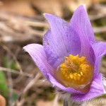 Pulsatilla grandis - Poniklec veľkokvetý 08-13-55