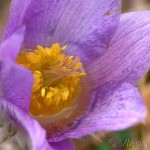 Pulsatilla grandis - Poniklec veľkokvetý 08-15-17