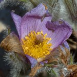 Pulsatilla grandis - Poniklec veľkokvetý 17-22-16