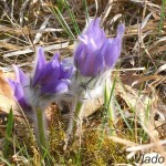 Pulsatilla grandis - Poniklec veľkokvetý 18-26-31