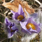 Pulsatilla grandis - Poniklec veľkokvetý 18-29-42