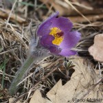 Pulsatilla grandis - Poniklec veľkokvetý 18-35-58