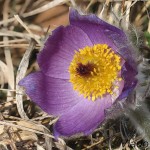 Pulsatilla grandis - Poniklec veľkokvetý 18-39-51