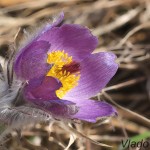 Pulsatilla grandis - Poniklec veľkokvetý 19-44-05